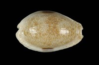 藏品(腰斑寶螺)的圖片